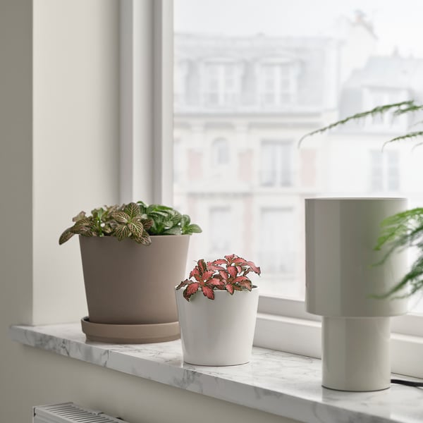 FITTONIA potted plant, assorted mosaic plant