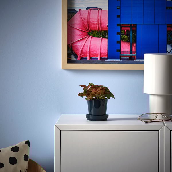 FITTONIA potted plant, assorted mosaic plant