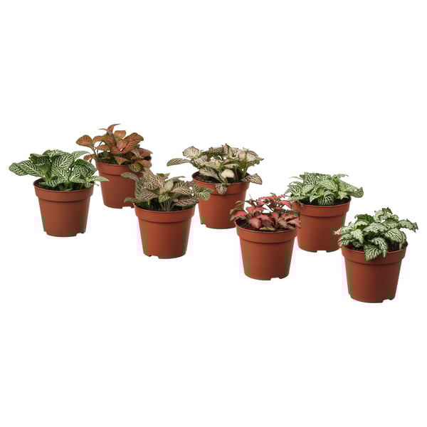 FITTONIA potted plant, assorted mosaic plant
