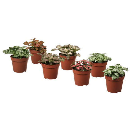 FITTONIA potted plant, assorted mosaic plant