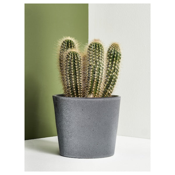 FJÄRILSBUSKE - Plant pot, in/outdoor/grey, 12 cm