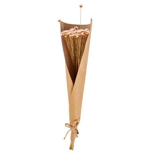 ACTINO Pink dried flowers, L 30 cm