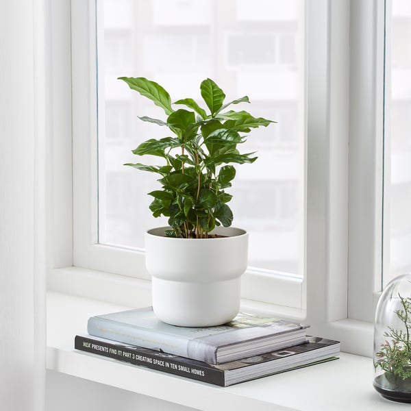FÖRENLIG plant pot, in/outdoor white, 12 cm