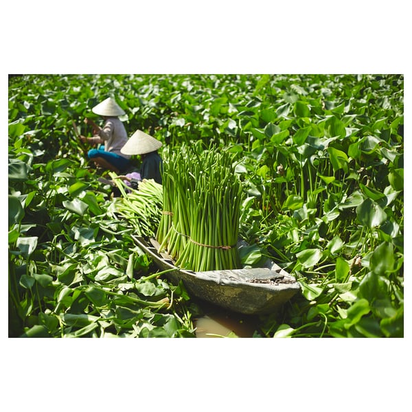 FRIDFULL plant pot, water hyacinth, 24 cm