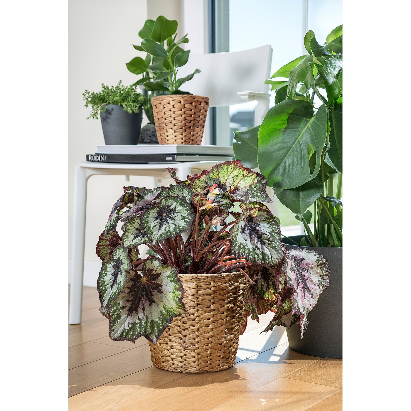 FRIDFULL plant pot, water hyacinth, 19 cm