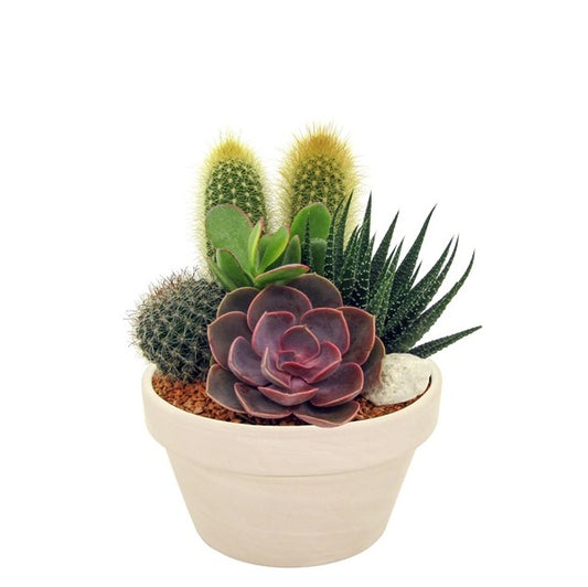 G35 SUCCULENT PLANT