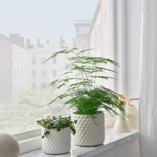 GLACIÄRBJÖRN plant pot, white, 9 cm
