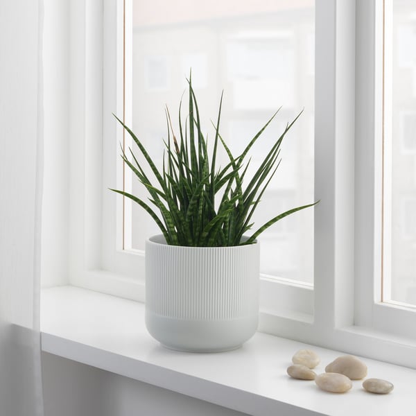 GRADVIS plant pot, grey, 15 cm