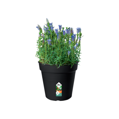 BASIC VASE 17CM BLACK LIVING