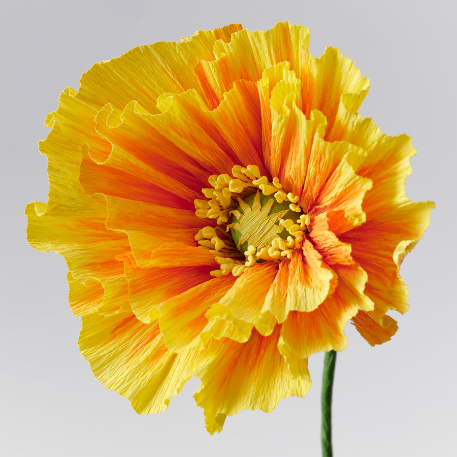 GULDSPETT artificial flower, paper/Poppy orange