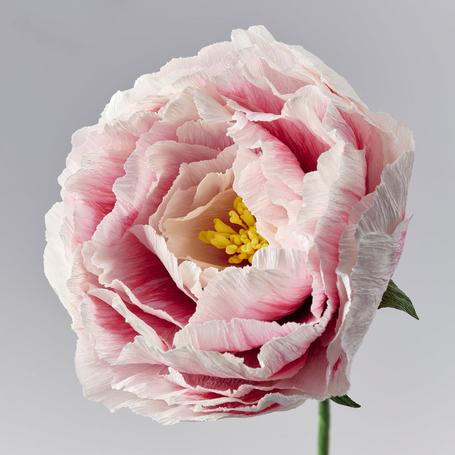 GULDSPETT artificial flower, paper/Peony white/light pink, 50 cm