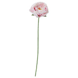GULDSPETT artificial flower, paper/Peony white/light pink, 50 cm