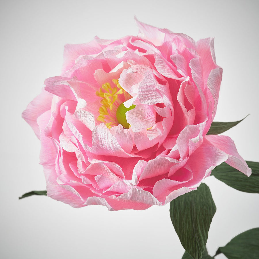 GULDSPETT artificial flower, paper/Peony pink, 50 cm
