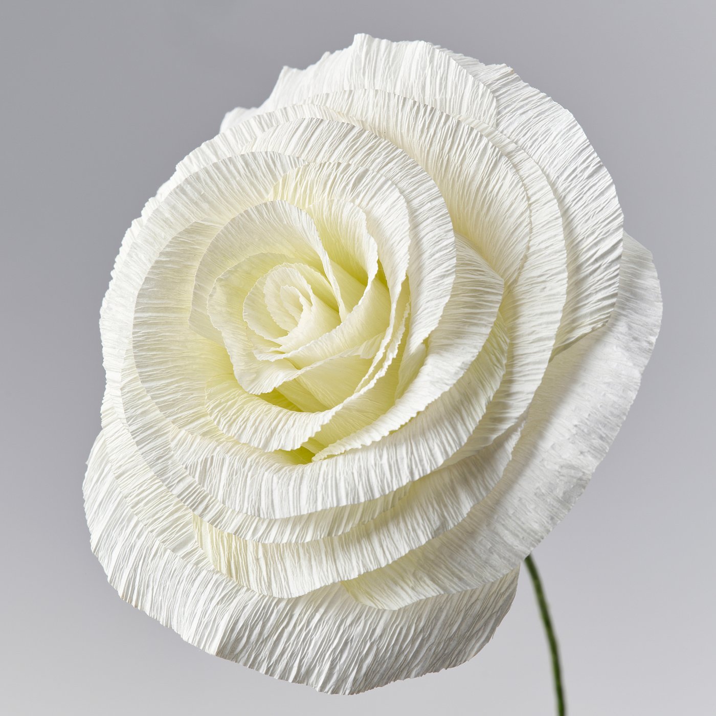 GULDSPETT artificial flower, paper/Rose white, 50 cm