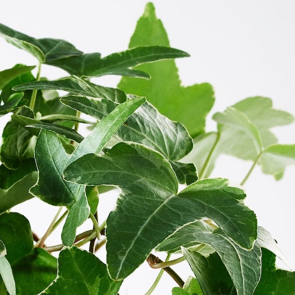 Ikea HEDERA HELIX - Potted plant, Ivy, 13 cm