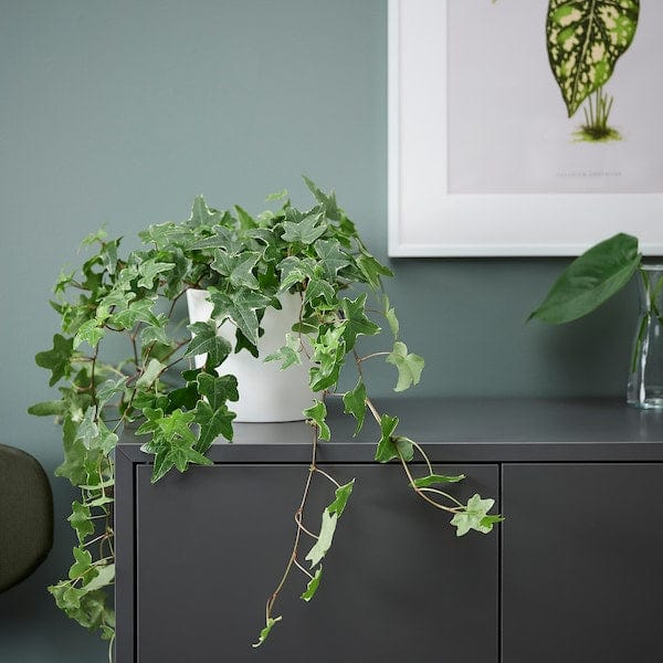 Ikea HEDERA HELIX - Potted plant, Ivy, 13 cm