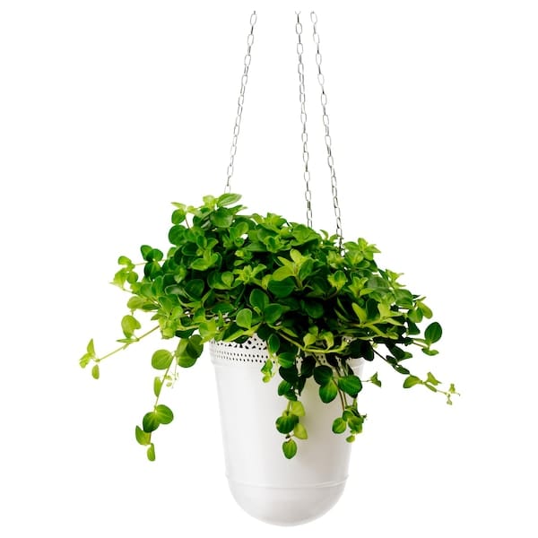 Ikea HIMALAYAMIX - Potted plant, assorted plants with foliage, 12 cm