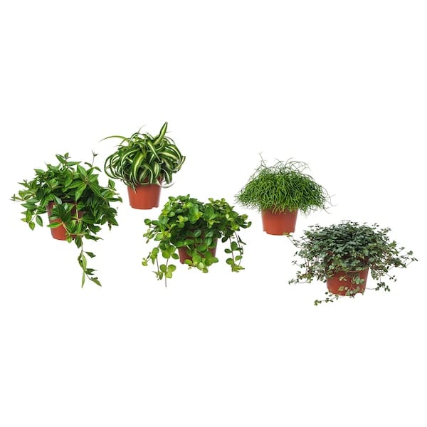 Ikea HIMALAYAMIX - Potted plant, assorted plants with foliage, 12 cm