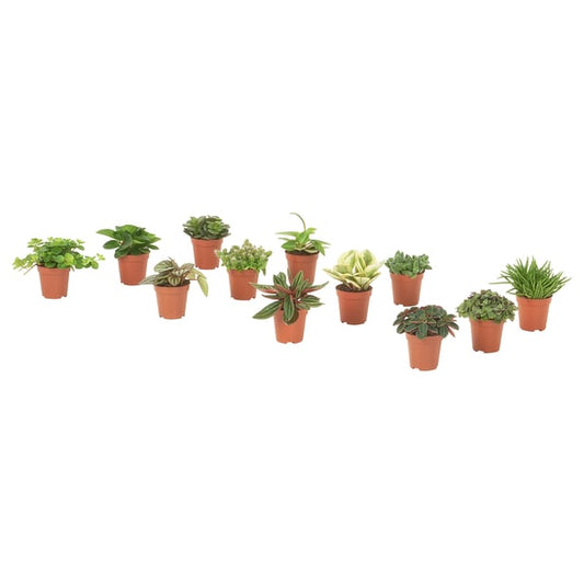 HIMALAYAMIX - Potted plant, various species, 6 cm - Pot diameter: 6 cm Plant height: 5 cm
