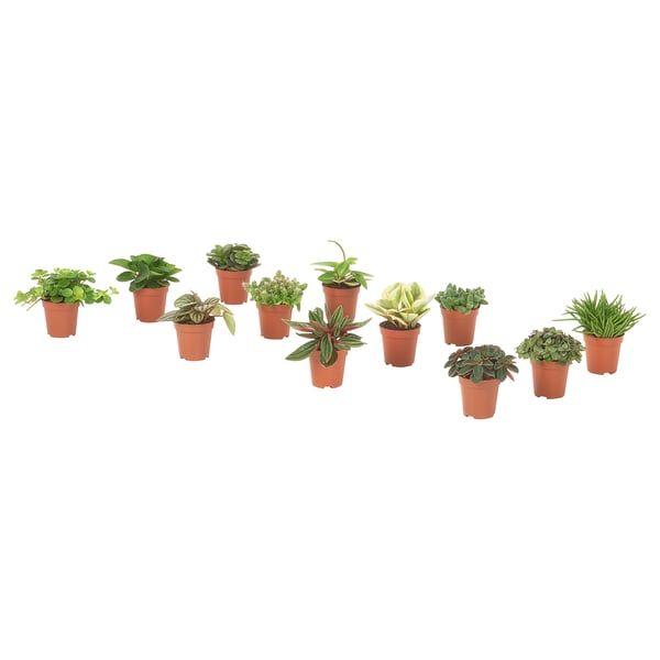 HIMALAYAMIX - Potted plant, various species, 6 cm - Pot diameter: 6 cm Plant height: 5 cm