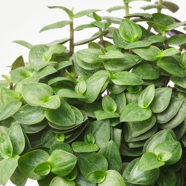 HIMALAYAMIX - Potted plant, various species, 6 cm - Pot diameter: 6 cm Plant height: 5 cm