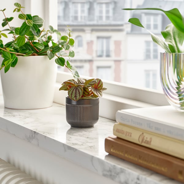 HIMALAYAMIX - Potted plant, various species, 6 cm - Pot diameter: 6 cm Plant height: 5 cm