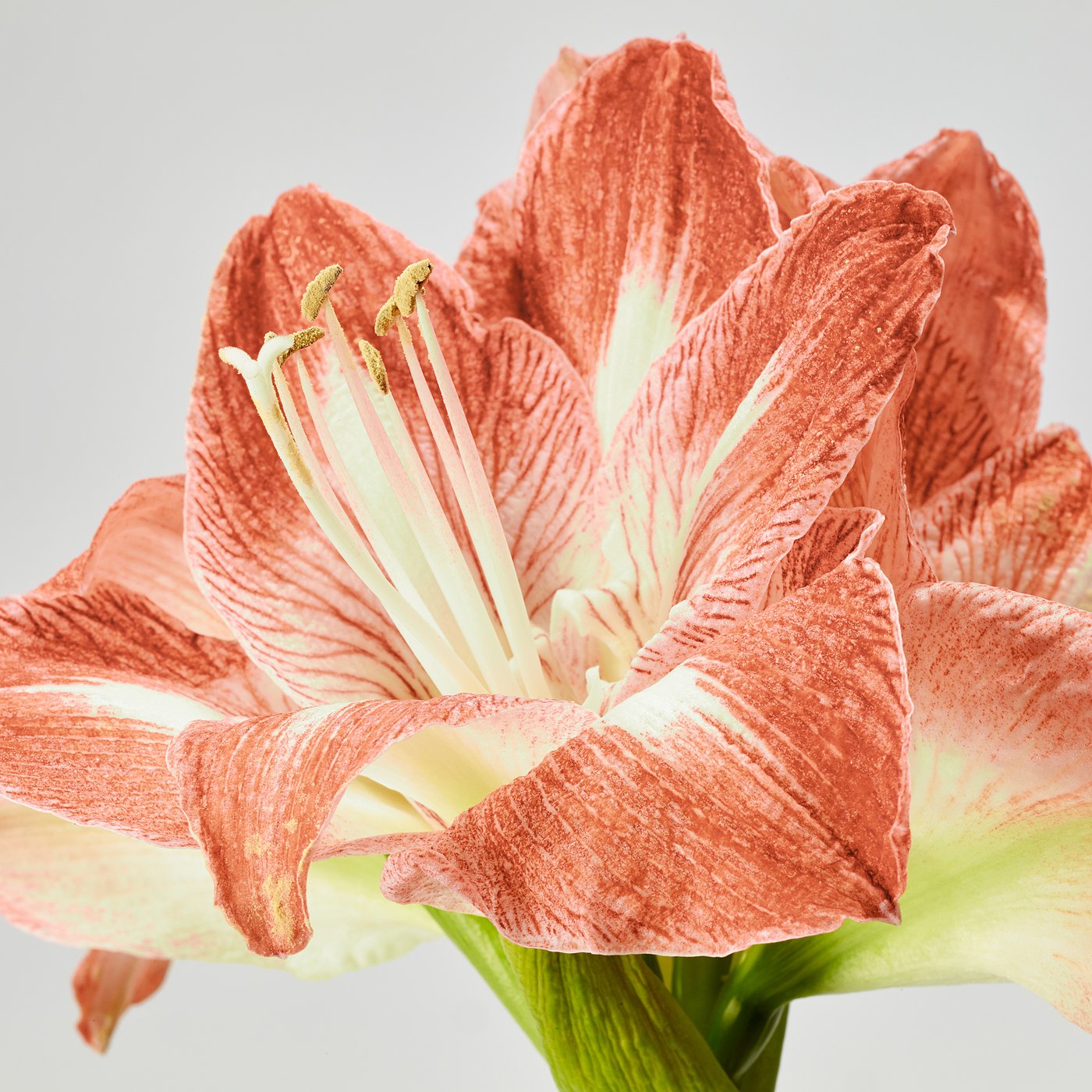 HIPPEASTRUM potted plant, Amaryllis/2 buds assorted colours, 13 cm