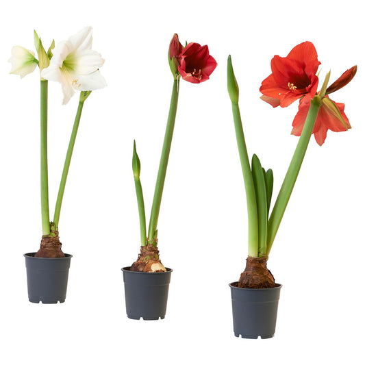 HIPPEASTRUM potted plant, Amaryllis/2 buds assorted colours, 13 cm