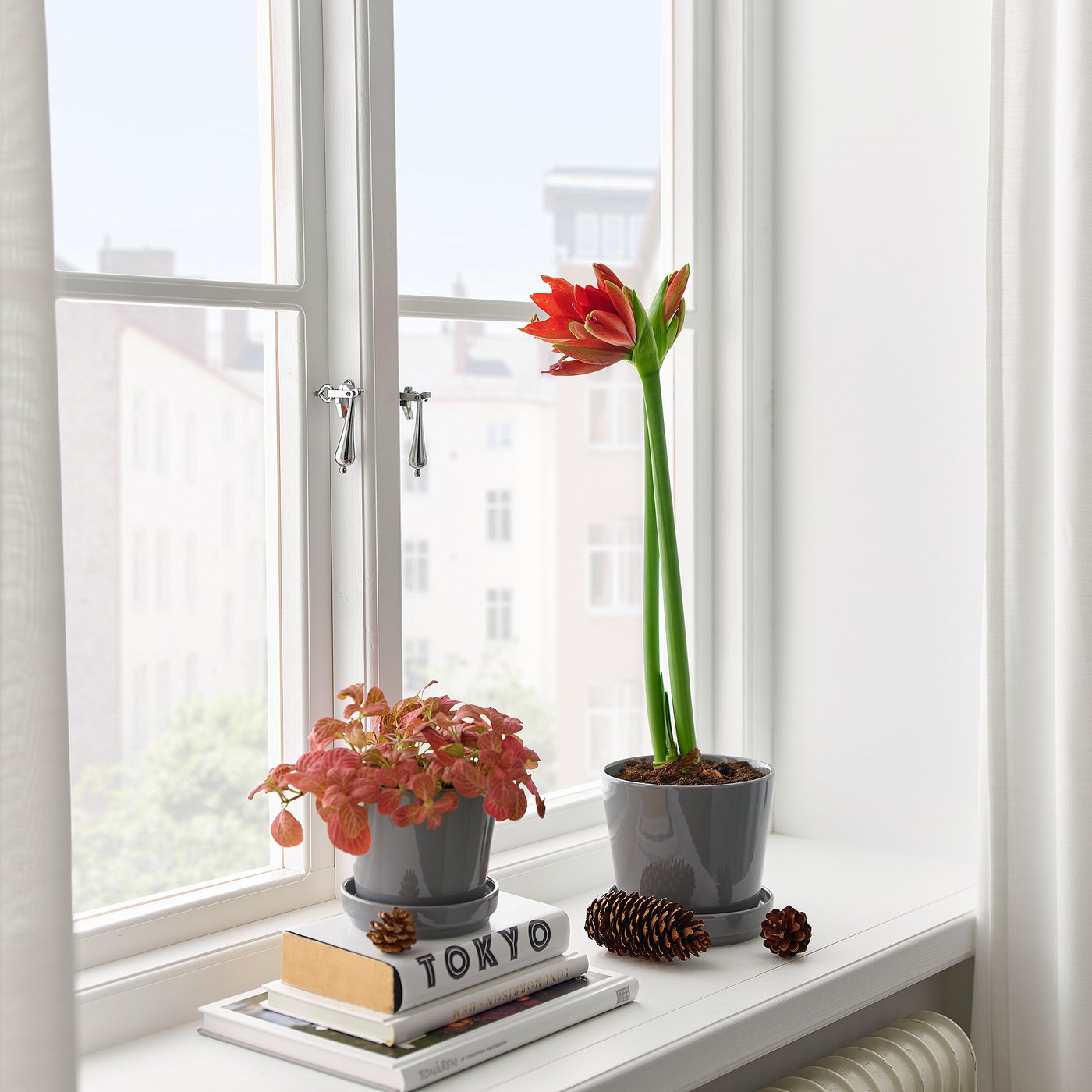 HIPPEASTRUM potted plant, Amaryllis/2 buds assorted colours, 13 cm