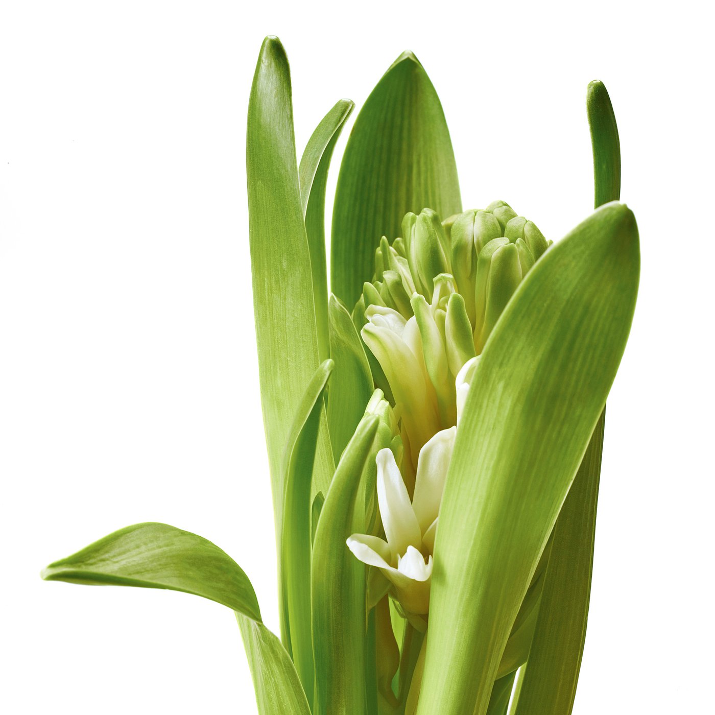 HYACINTHUS potted plant, 1 bulb, Hyacinth assorted colours, 8 cm