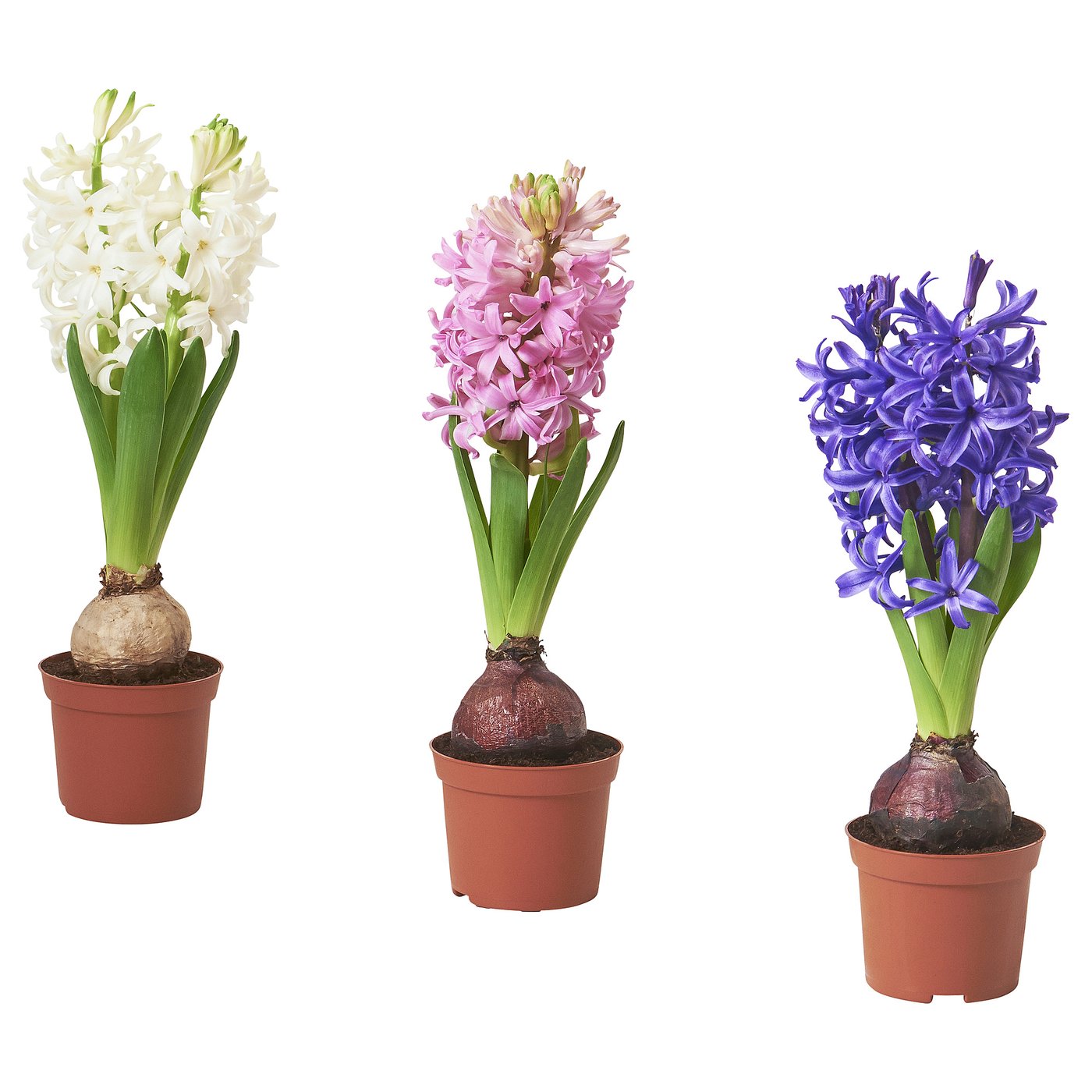 HYACINTHUS potted plant, 1 bulb, Hyacinth assorted colours, 8 cm