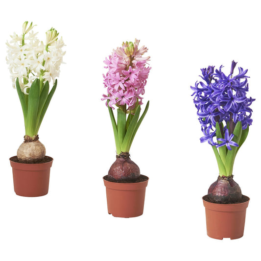 HYACINTHUS potted plant, 1 bulb, Hyacinth assorted colours, 8 cm