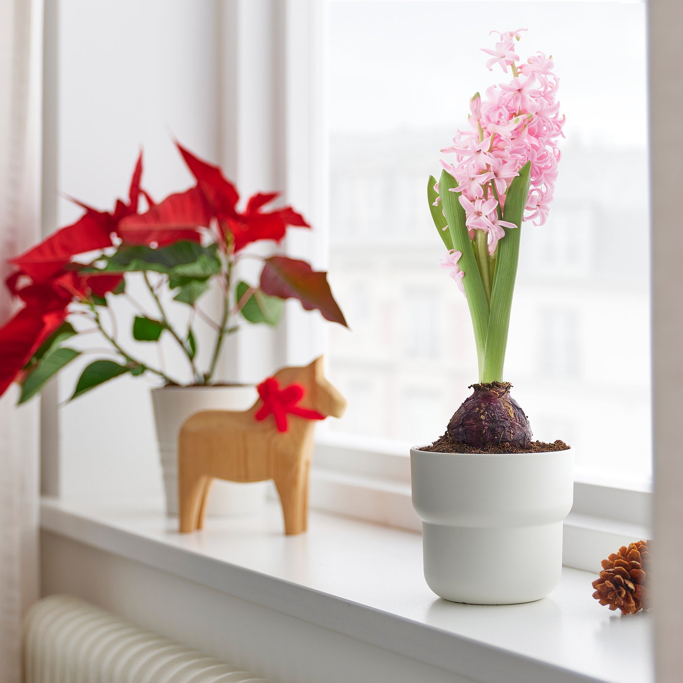 HYACINTHUS potted plant, 1 bulb, Hyacinth assorted colours, 8 cm