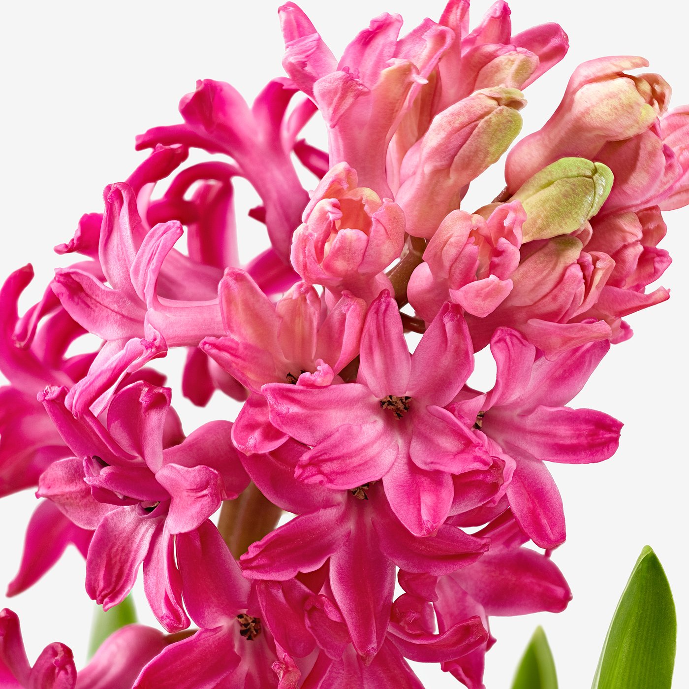 HYACINTHUS potted plant, 3 bulbs, Hyacinth assorted colours, 12 cm