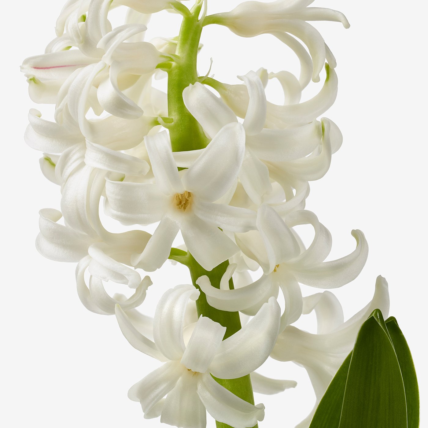 HYACINTHUS potted plant, 3 bulbs, Hyacinth assorted colours, 12 cm