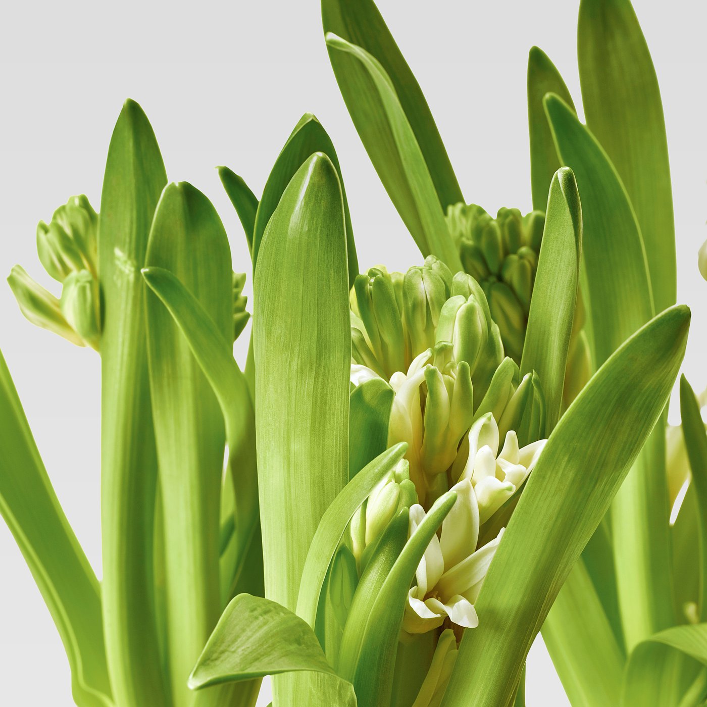 HYACINTHUS potted plant, 3 bulbs, Hyacinth assorted colours, 12 cm