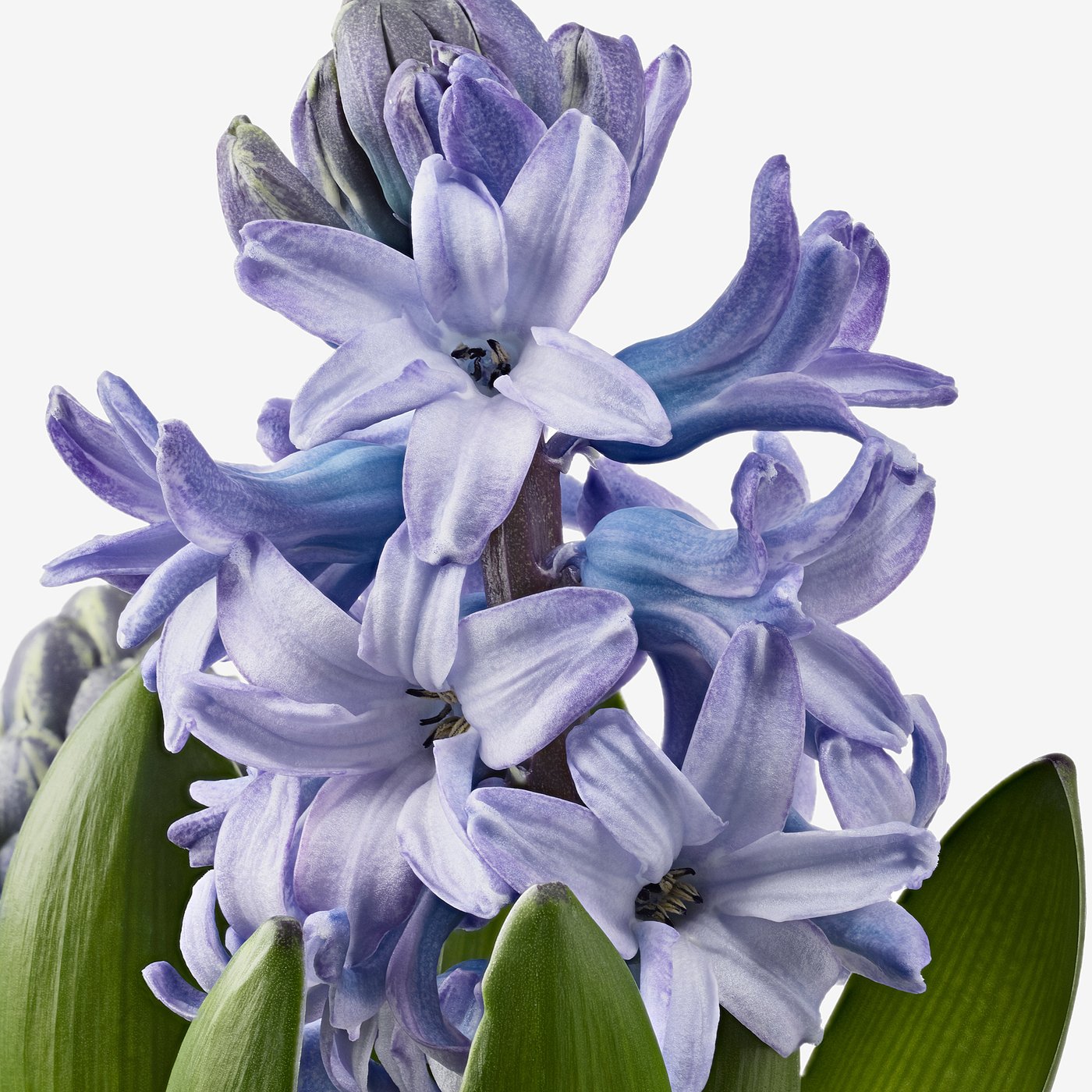 HYACINTHUS potted plant, 3 bulbs, Hyacinth assorted colours, 12 cm