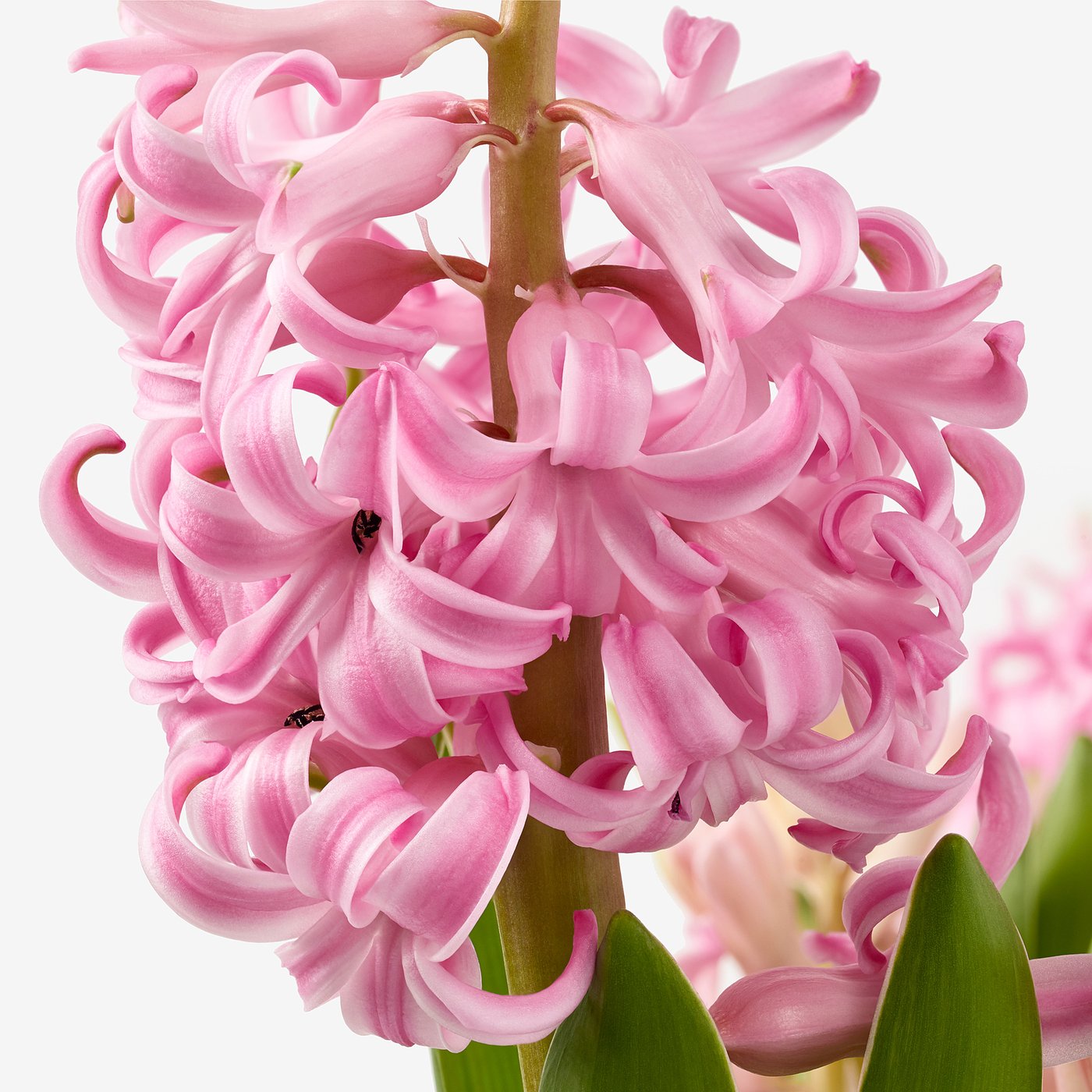 HYACINTHUS potted plant, 3 bulbs, Hyacinth assorted colours, 12 cm