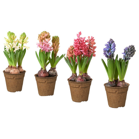 HYACINTHUS potted plant, 3 bulbs, Hyacinth assorted colours, 12 cm