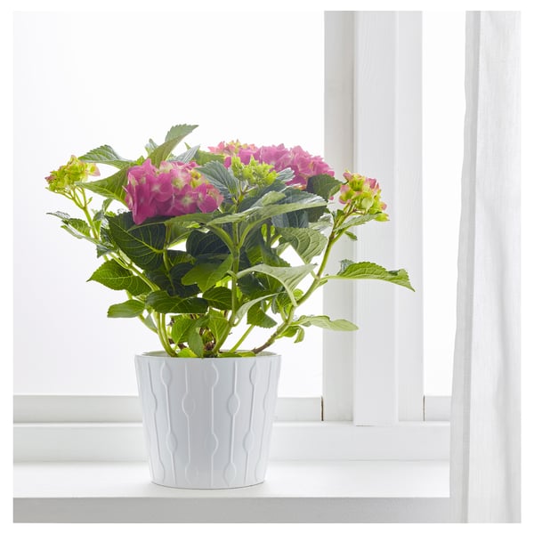HYDRANGEA potted plant, Hydrangea assorted colours