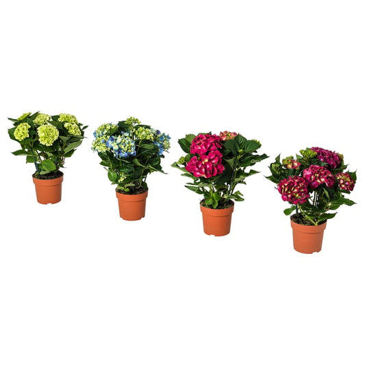 HYDRANGEA potted plant, Hydrangea assorted colours