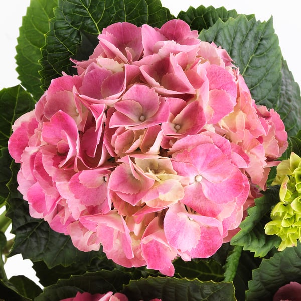 HYDRANGEA potted plant, Hydrangea assorted colours