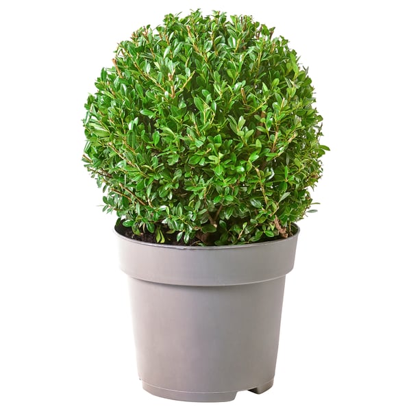 ILEX potted plant, Box-leaved holly