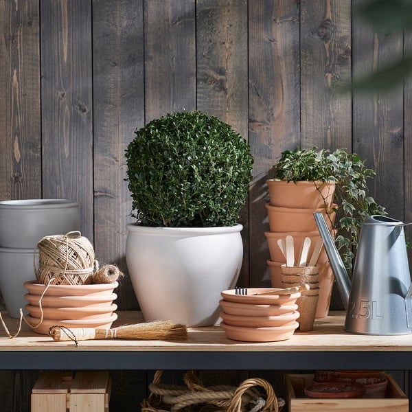 ILEX potted plant, Box-leaved holly