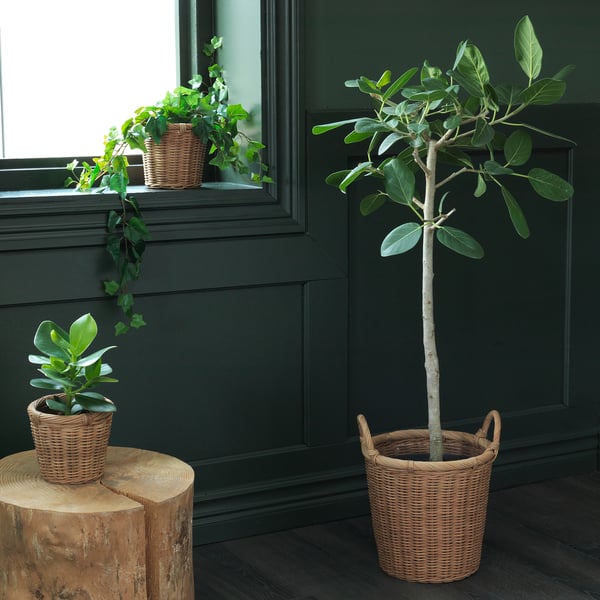 KAKTUSFIKON - Plant pot, rattan, 12 cm
