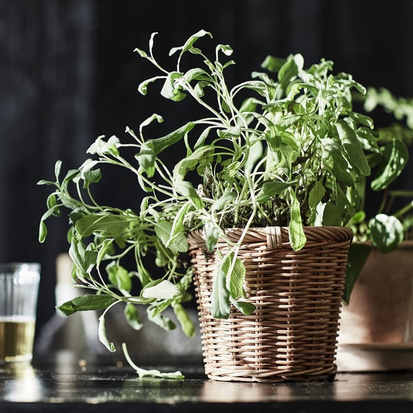 KAKTUSFIKON - Plant pot, rattan, 12 cm