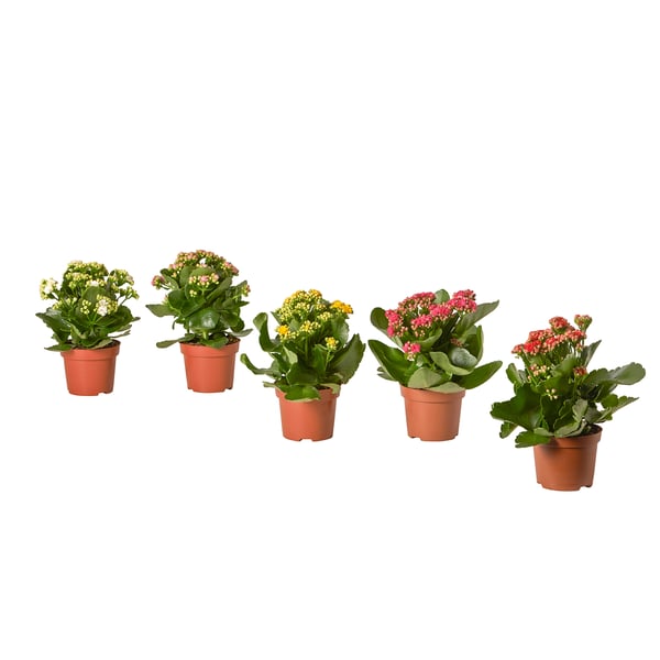 KALANCHOE - Potted plant, Kalanchoe blossfeldiana various colours, 10.5 cm - Pot diameter: 10.5 cm Plant height: 20 cm