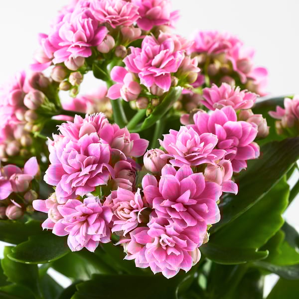 KALANCHOE - Potted plant, Kalanchoe blossfeldiana various colours, 10.5 cm - Pot diameter: 10.5 cm Plant height: 20 cm