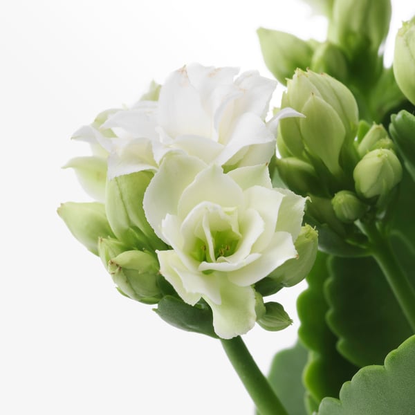 KALANCHOE - Potted plant, Kalanchoe blossfeldiana various colours, 10.5 cm - Pot diameter: 10.5 cm Plant height: 20 cm