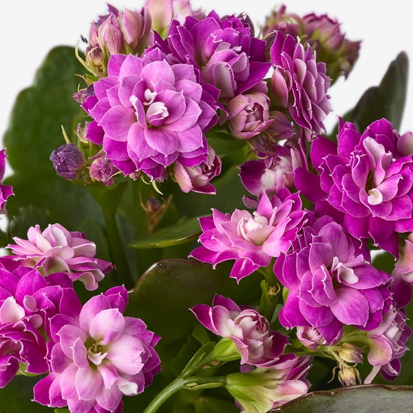 KALANCHOE - Potted plant, Kalanchoe blossfeldiana various colours, 10.5 cm - Pot diameter: 10.5 cm Plant height: 20 cm